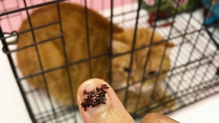 3 Cara Menghilangkan Kutu Kucing dengan Minyak Telon